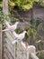 Beautiful zoom portrait of collared dove perched on wooden fence