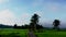 Beautiful zoom timelapse of paddy field near the village in Kedah Malaysia