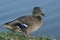 Beautifule female Mallard Duck showing off the blue feathers on