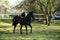 Beautifulhorse on a meadow