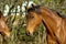 Beautifulhorse on a meadow