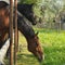 Beautifulhorse on a meadow