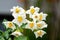 Beautifull blossom of potato Solanum tuberosum