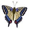 Beautifull blue and beige cartoon butterfly.