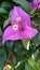 A beautifull Bougainvillea flowers in indonesian countey