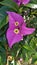 A beautifull Bougainvillea flowers in summer