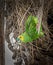 Beautifull bright blue fronted green parrot in rainforest in Brazil