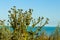 Beautifull bush of thistles against the black sea on the sunny day.