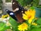 Beautifull butterfly above the yellow flower