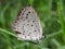 Beautifull butterfly on the grass