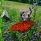 Beautifull Butterfly in meadow