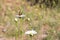 Beautifull Butterfly perched on the highest flower of a group of garden daisies