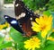 Beautifull butterfly on a yellow flower