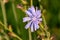 The beautifull chicory plant with blue or lavender flower how remains on the plant only one day,   common names include blue