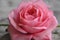 Beautifull close up of a pink rose
