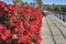 Beautifull decoration roses in a walking path