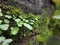 beautifull fern plant moss forest close up makro leaf