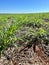 Beautifull field of grass intensive tropical pasture in Brazil project