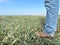 Beautifull field of grass intensive tropical pasture in Brazil project