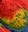 Beautifull fire looked background of bird feathers, Scarlet macar parrot with bright and vivid shades into exotic texture