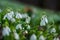 Beautifull first flowers snowdrops in spring forest