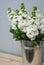 Beautifull Floral Background. Mathiola White Flowers Spring, Easter or Gardening Concept. Flowers in the Warmth.