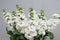 Beautifull Floral Background. Mathiola White Flowers Spring, Easter or Gardening Concept. Flowers in the Warmth.