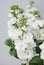 Beautifull Floral Background. Mathiola White Flowers Spring, Easter or Gardening Concept. Flowers in the Warmth.