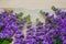 Beautifull Floral Background. Mathiola White Purple Flowers Spring, Easter or Gardening Concept. flat Lay. Copy space. Flowers in