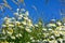 Beautifull flower bed of margarites and some busy insects