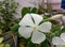 Beautifull flower plant with white color flower attractive artistic good-looking pic of plant