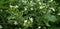 Beautifull flowering plant Clematis recta  wallpeper