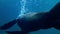 Beautifull footage Sea lions fish Swimming under sea water, Close up
