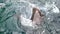 Beautifull footage Sea lions fish Swimming under sea water, Close up footage of Sea lions fish Swimming under water, Pod