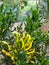 Beautifull Garden plants with yellow and green leaves