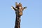 Beautifull giraff in Kruger park, Africa