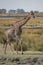 A beautifull giraffe walking along the Chobe river.