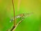 A beautifull Green coloured dragonfly