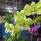 Beautifull green orchids