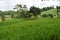 Beautifull green rass and green rice plant