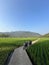 Beautifull green rice field with a mountain