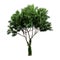 Beautifull green tree isolated on a white background