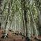 A Beautifull and Greeny white Forest