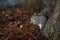 Beautifull grey squirrel Sciurus carolinensis among autumn leaves and tree searching food.