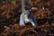 Beautifull grey squirrel Sciurus carolinensis among autumn leaves and tree searching food.