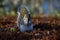 Beautifull grey squirrel Sciurus carolinensis among autumn leaves and tree searching food.