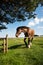 Beautifull horse grazing free on grass