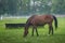 Beautifull horses in Autumn scenery