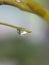 Beautifull macro shot of water drop on the leaf