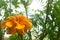 A beautifull marigold flowers on a sunny days.